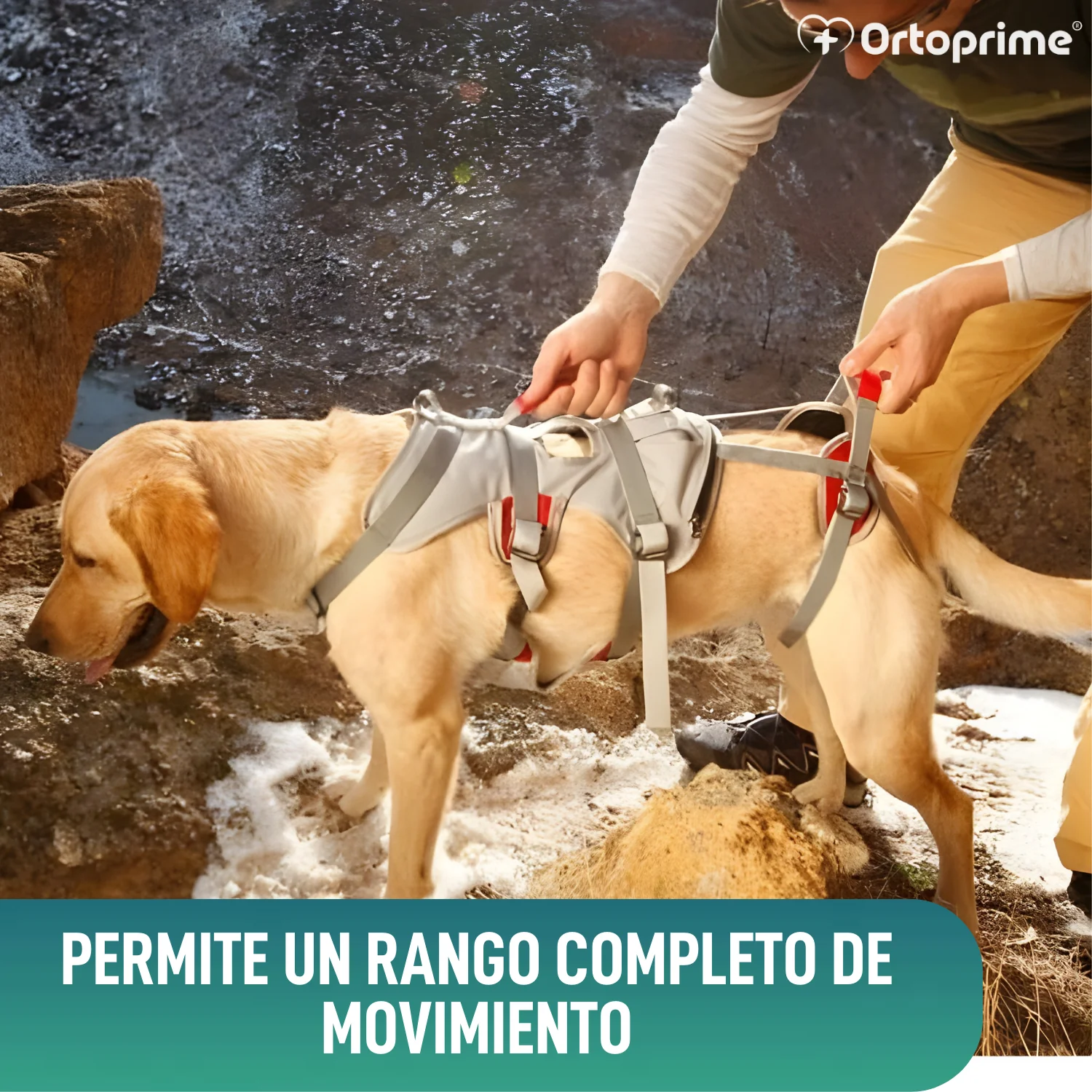 Arnés de Apoyo para Perros de Alpinismo | Máxima Resistencia - Image 5