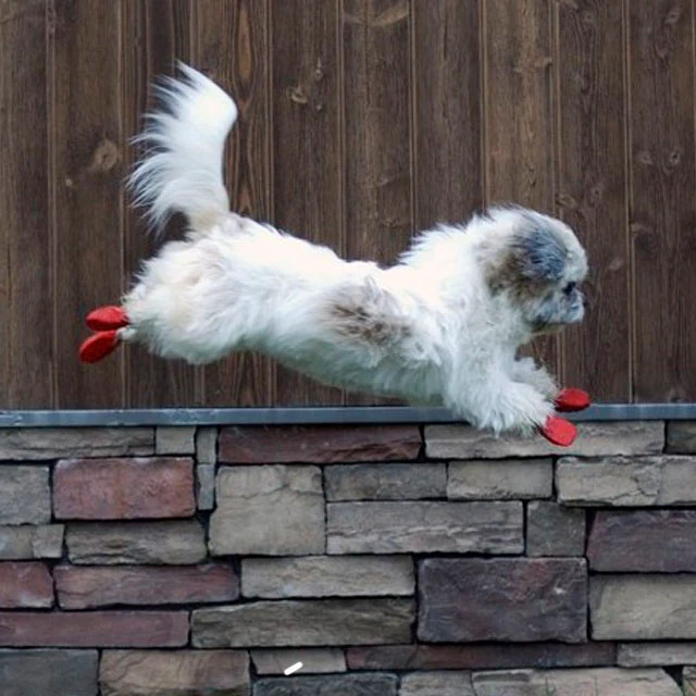 Botas para Perro de Caucho Impermeable Reutilizables | Por Tallas - Image 3