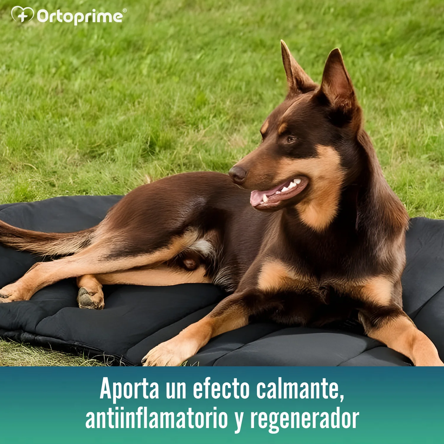 Cama Térmica para Perros con Artrosis | Tejido Terapéutico - Image 4