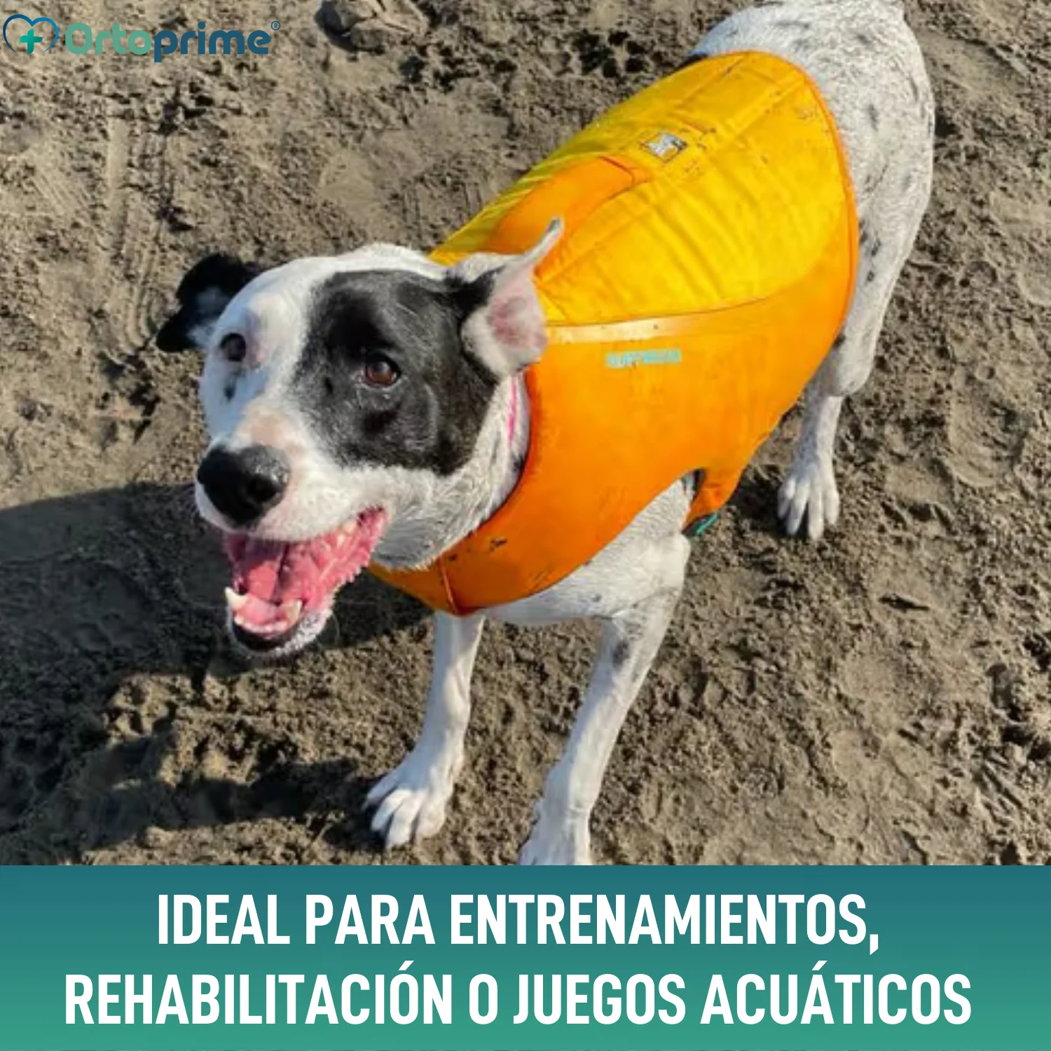 Chaleco Salvavidas Perro Múltiple Uso | Seguridad Acuática - Image 9