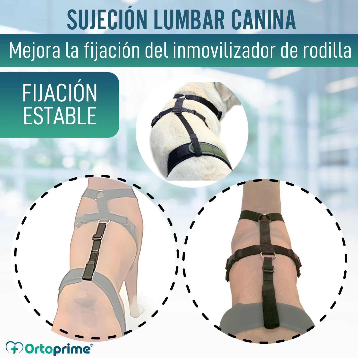 Cinta Canina de Sujeción Lumbar para Inmobilizador de Rodilla - Image 4