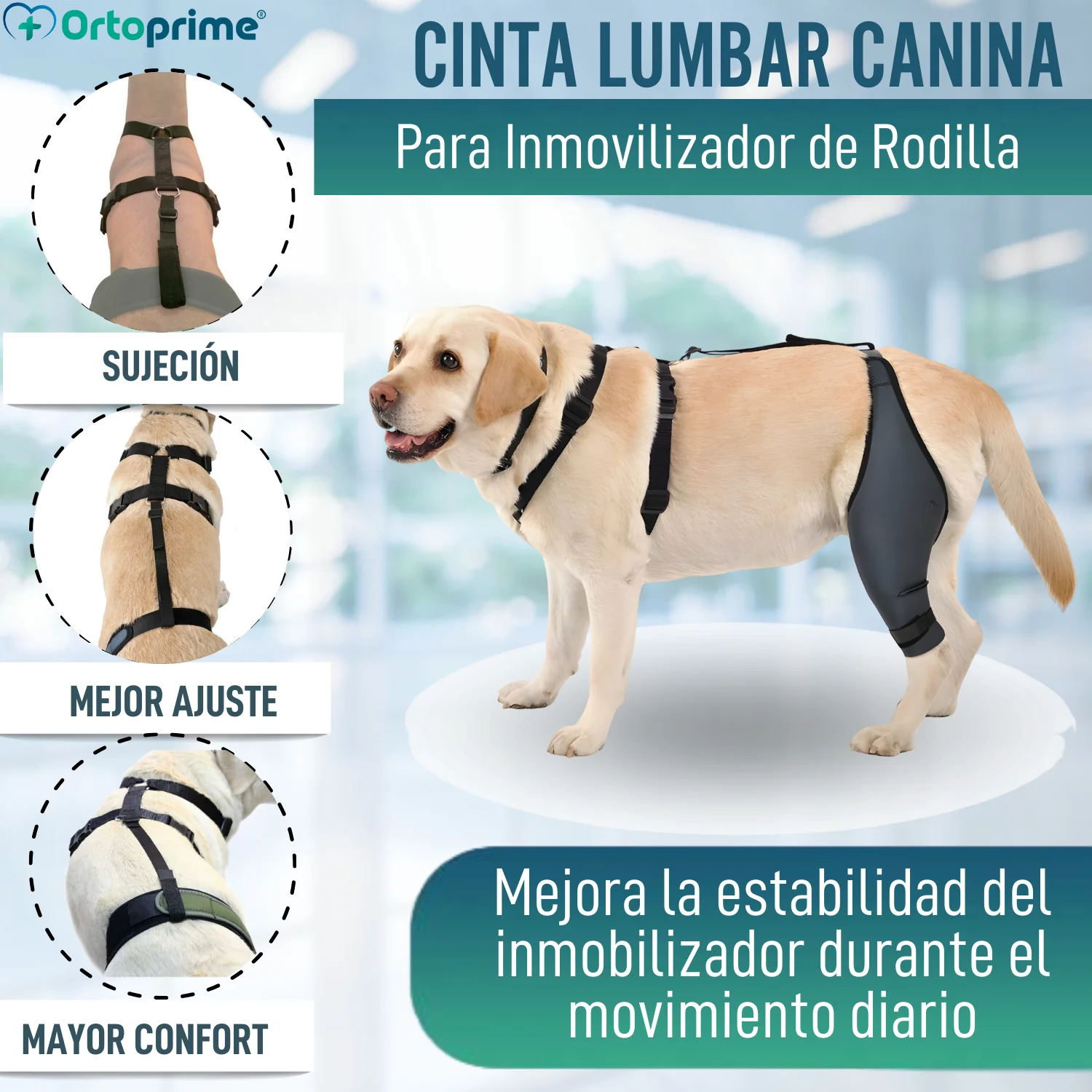 Cinta Canina de Sujeción Lumbar para Inmobilizador de Rodilla - Image 5