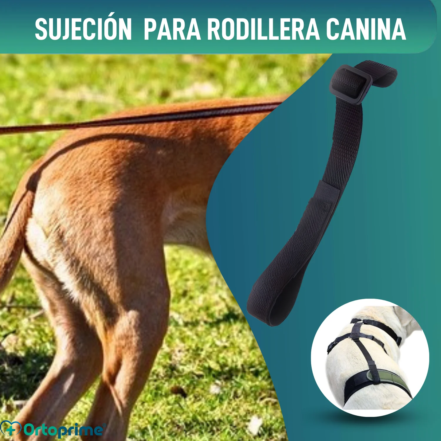 Cinta Canina de Sujeción Lumbar para Inmobilizador de Rodilla - Image 6