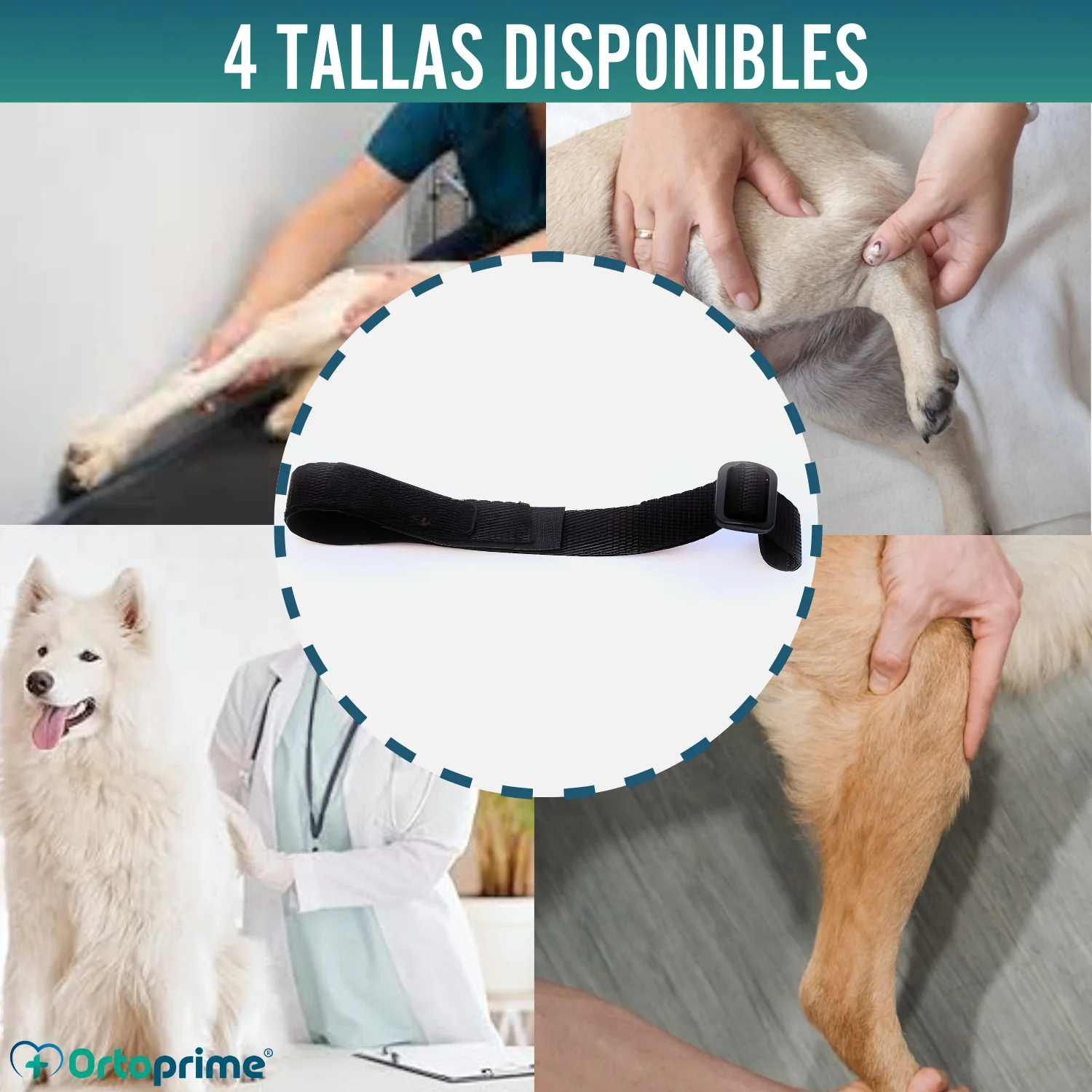 Cinta Canina de Sujeción Lumbar para Inmobilizador de Rodilla - Image 7